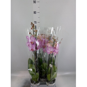 Phalaenopsis ...mix