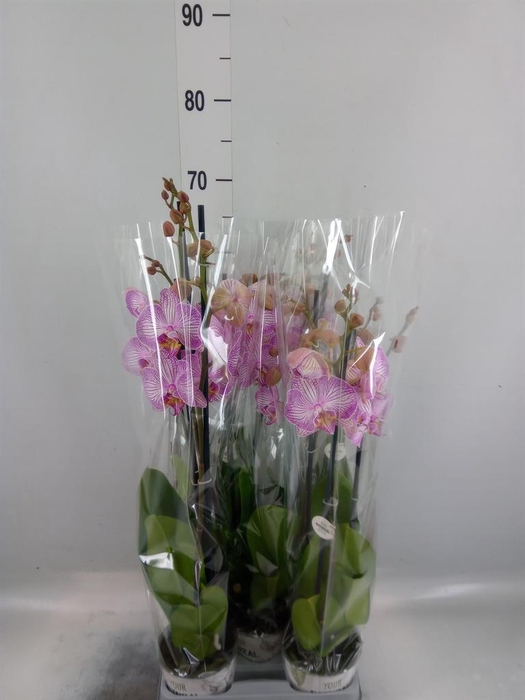 <h4>Phalaenopsis ...mix</h4>