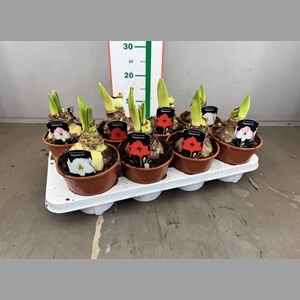 HIPPEASTRUM MIX 1 KNOP