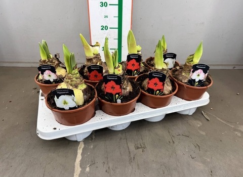 <h4>HIPPEASTRUM MIX 1 KNOP</h4>