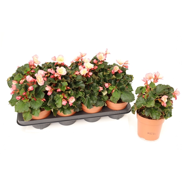 <h4>Begonia 'Glory Garden' Pink Shades</h4>