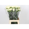 Dianthus St Rodas Creme