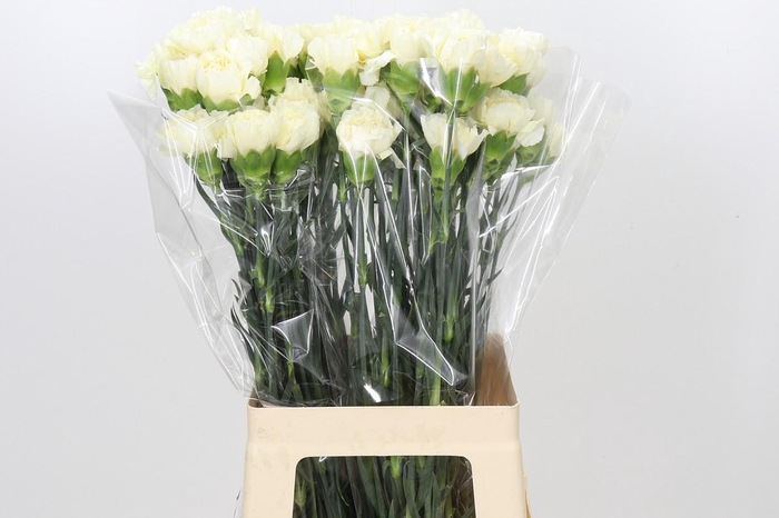 Dianthus St Rodas Creme