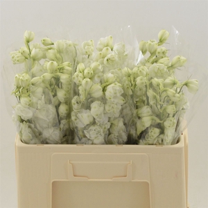Delphinium Snow White