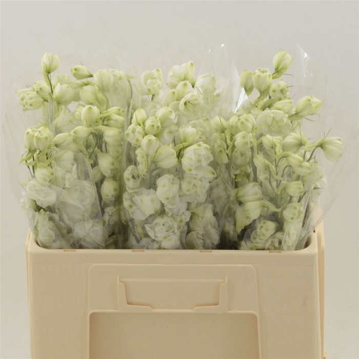 <h4>Delphinium Snow White</h4>