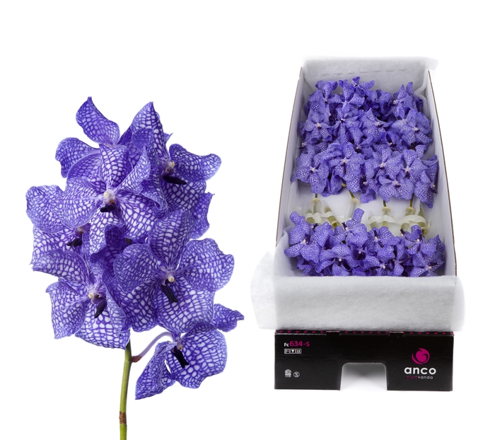 <h4>Vanda Kanchana China Blue</h4>