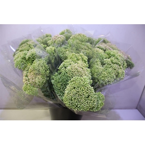 Sedum Spectabile X5