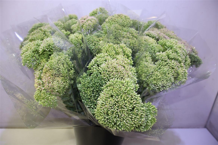 <h4>Sedum Spectabile X5</h4>