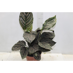 CALATHEA ORNATA P17