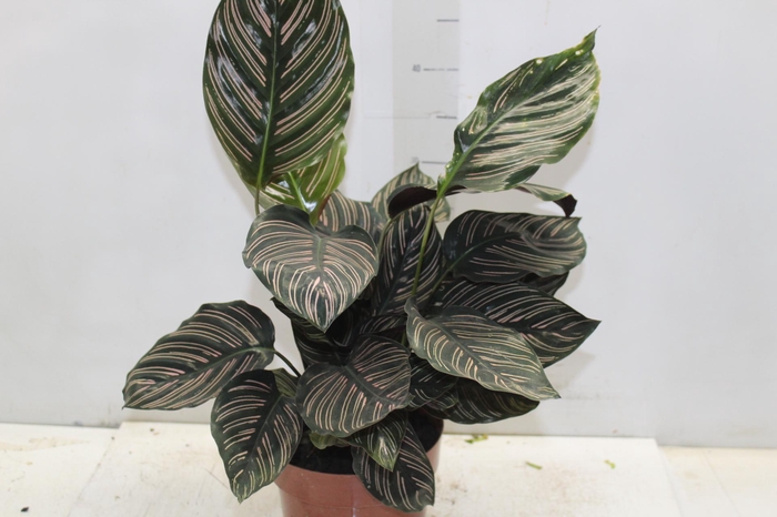 <h4>CALATHEA ORNATA P17</h4>