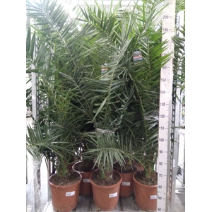 Phoenix canariensis
