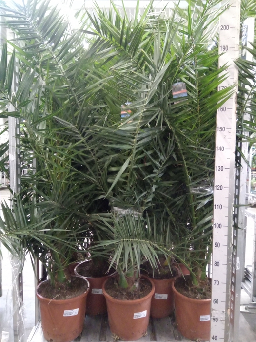 <h4>Phoenix canariensis</h4>