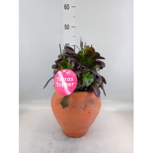 Aeonium arboreum 'Velours'