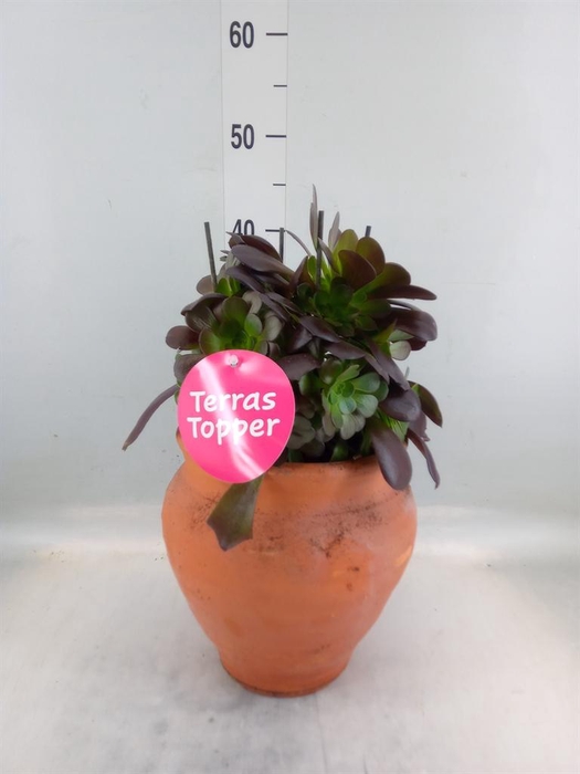 <h4>Aeonium arboreum 'Velours'</h4>