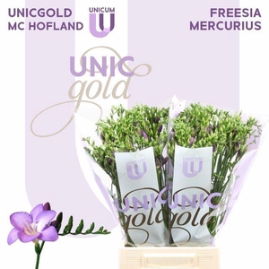 Freesia enk Mercurius