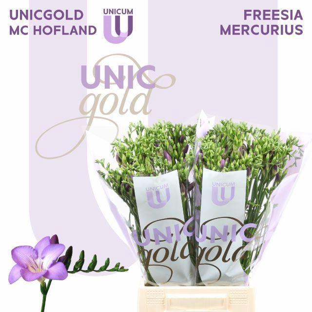 <h4>Freesia enk Mercurius</h4>