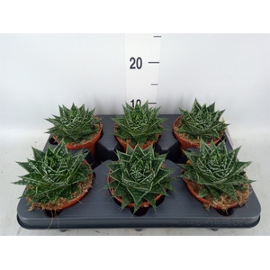 Gasteria  'Mufasa'