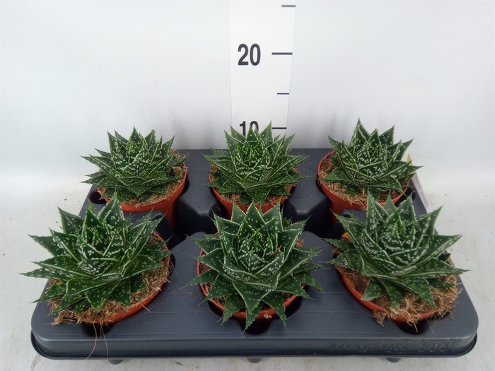 <h4>Gasteria  'Mufasa'</h4>