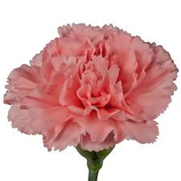 <h4>DI ST IKEBANA</h4>