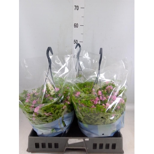 Petunia  'Tiny Tunia Pink'