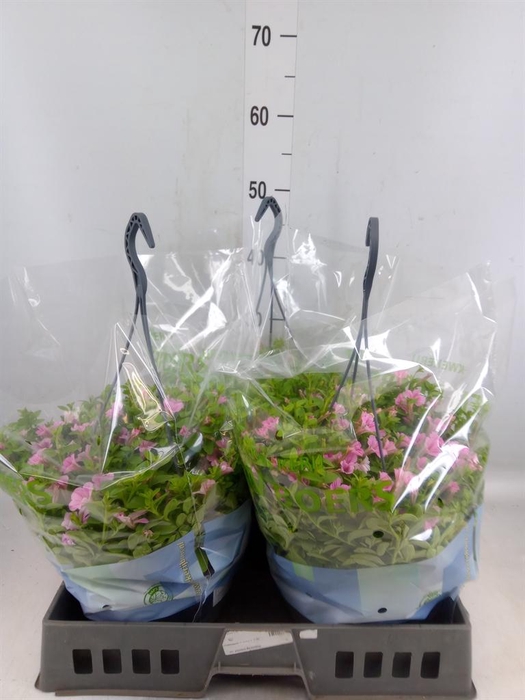 <h4>Petunia  'Tiny Tunia Pink'</h4>