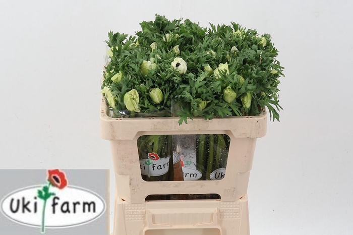 <h4>Anem Gall Wit</h4>