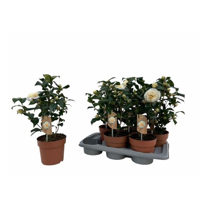 <h4>CAME J BRUSHF YELLOW</h4>