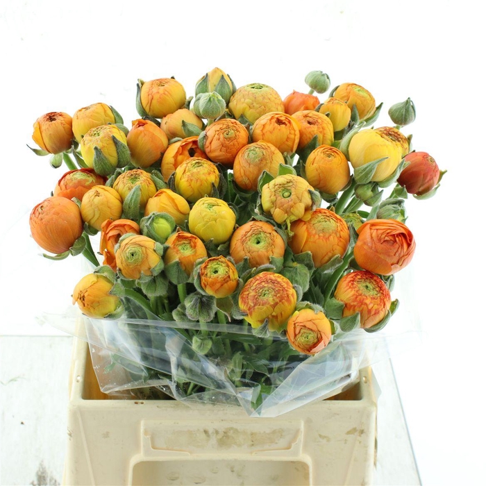 <h4>Ran El Orange N L</h4>