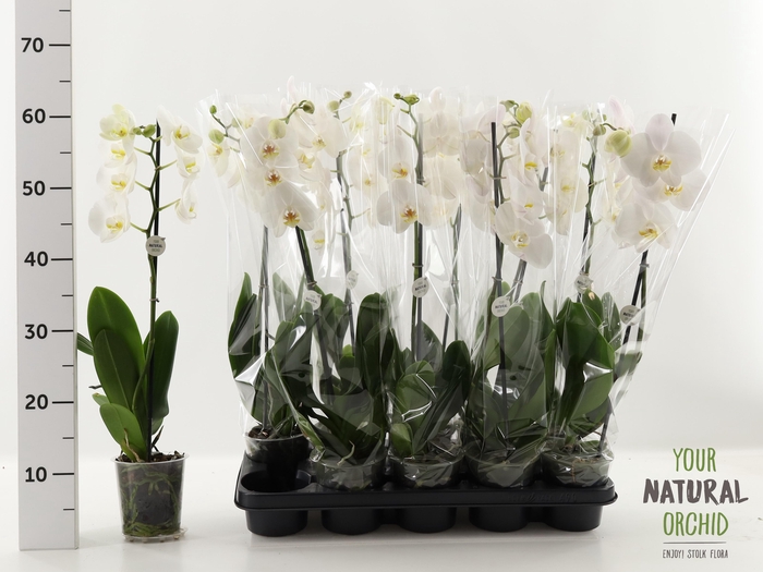 <h4>PHAL OV WIT</h4>