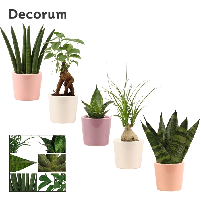 <h4>Groenmix mini in Maui (Party love-collection)</h4>