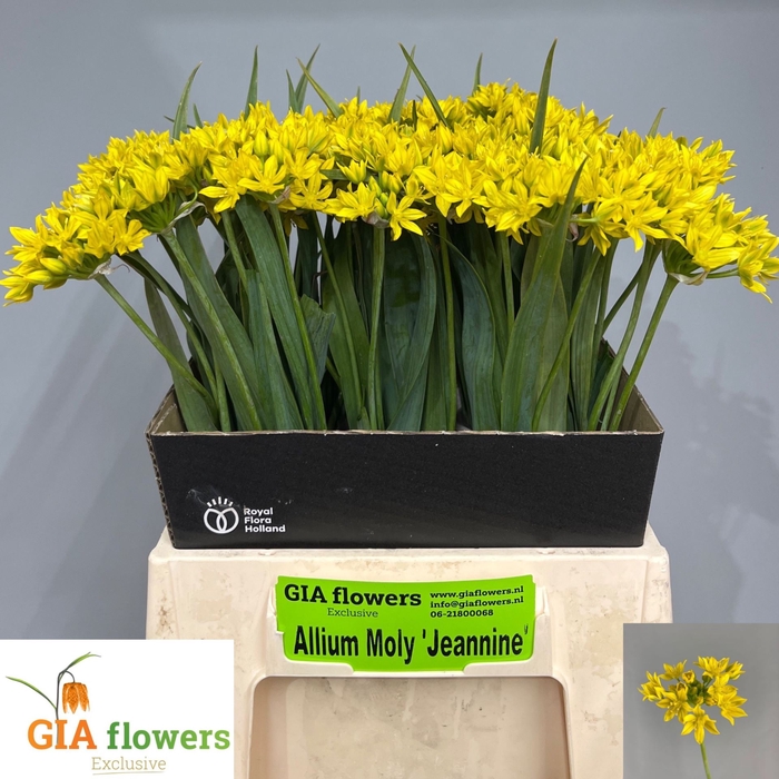 <h4>Allium Moly Jeannine</h4>