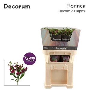Alstoemeria Fl Charme Purpl