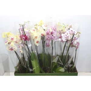PHALAENOPSIS P12 2 HT