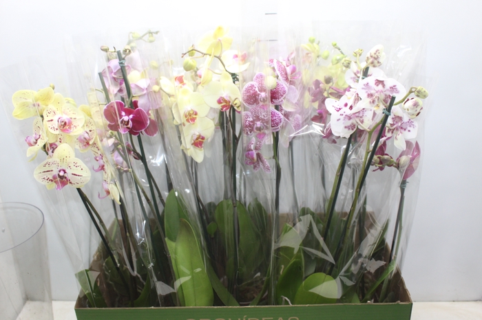 PHALAENOPSIS P12 2 HT