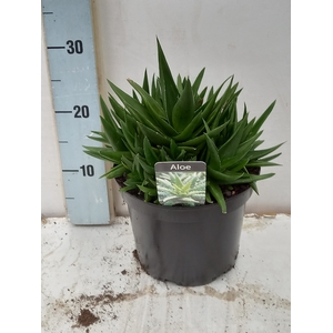 ALOE GEM