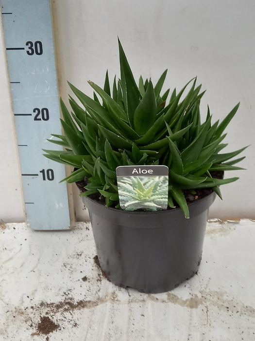 <h4>ALOE GEM</h4>