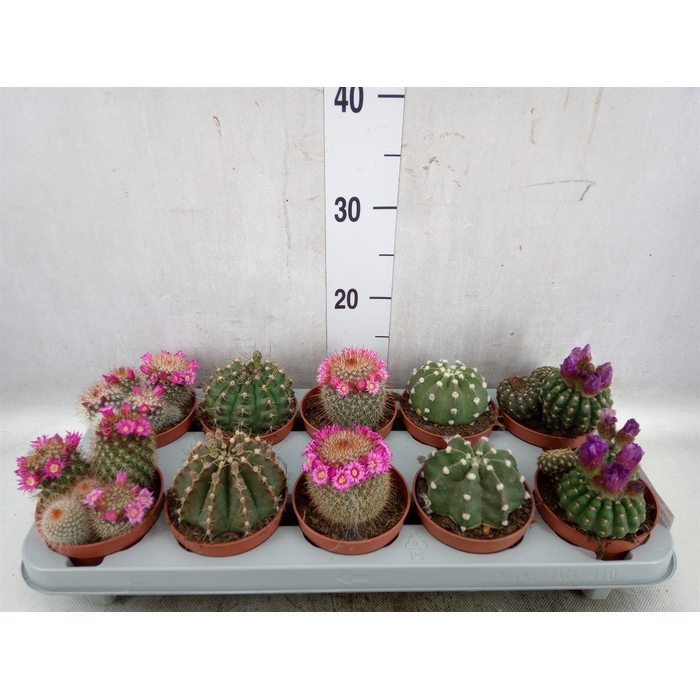 <h4>Cactus   ...flowering mix</h4>