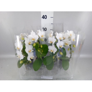 Phalaenopsis   ...white