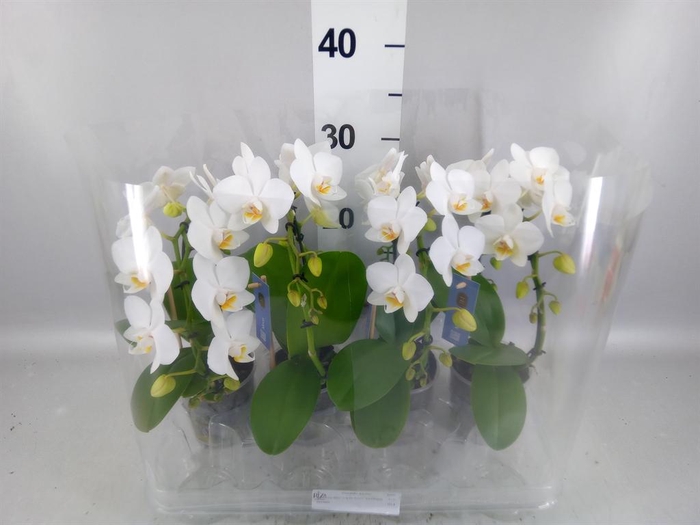 <h4>Phalaenopsis   ...white</h4>