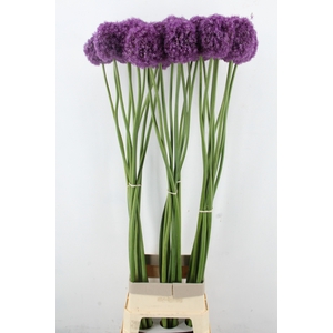 ALLIUM LONG LONG FELLOW XXL