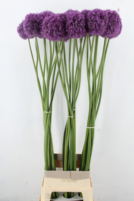 <h4>ALLIUM LONG LONG FELLOW XXL</h4>