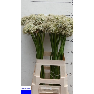 ALLIUM NIGRUM