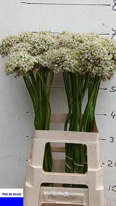 <h4>ALLIUM NIGRUM</h4>