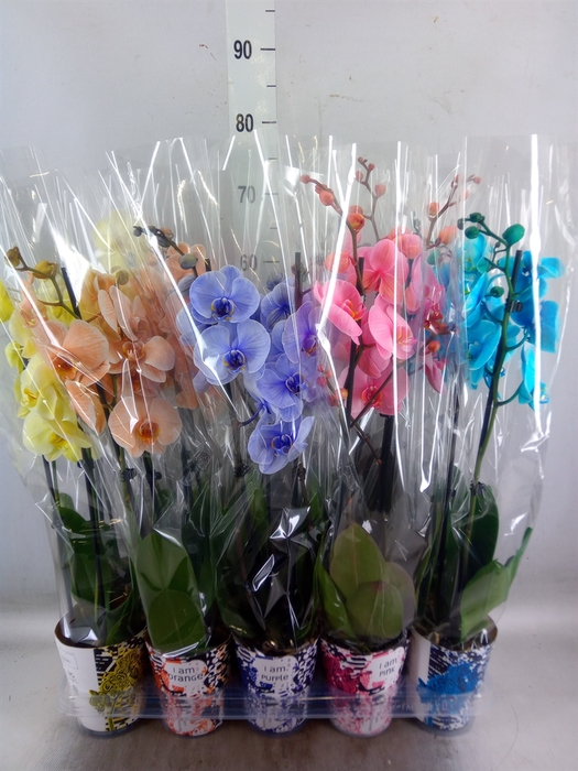 <h4>Phalaenopsis   ...</h4>