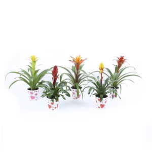 Bromelia Mix in true love hart cover Rood / Roze