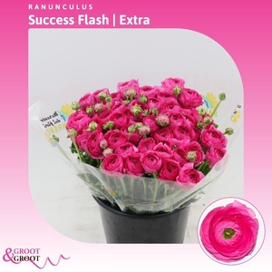 Ranunculus Success Flash | Extra