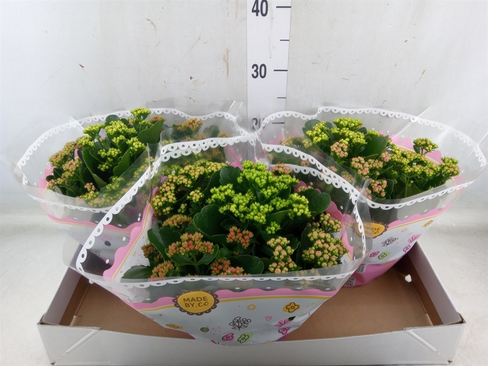 <h4>Kalanchoe blos.   ..rosebud mix/pot</h4>