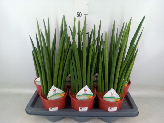<h4>Sansevieria   ...</h4>