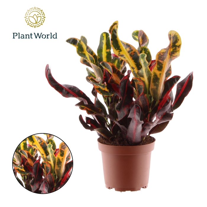 <h4>Croton Mammi 3pp kopstek</h4>