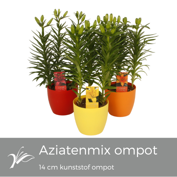 <h4>Lilium aziatenmix kunststof ompot 14 cm (az. lelie)</h4>